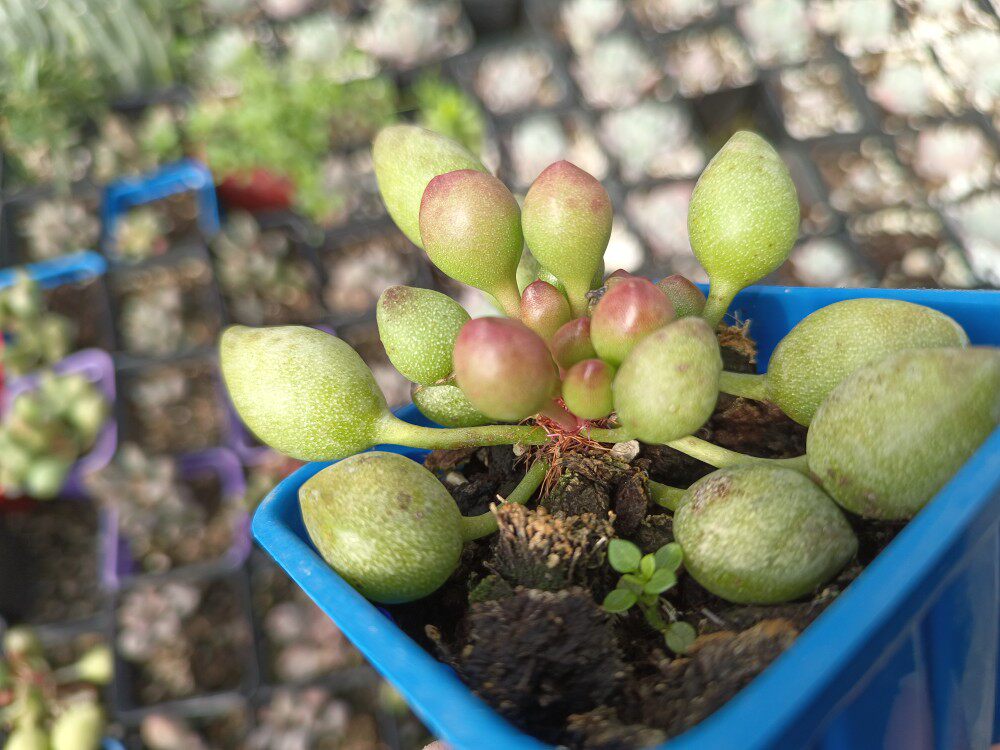 鼓槌水泡  多肉植物  组合盆栽  全店满28包邮