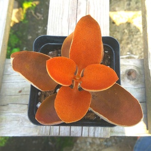 金景天 罕见稀有多肉植物橙色金兔耳伽蓝菜属盆栽全店满28包邮