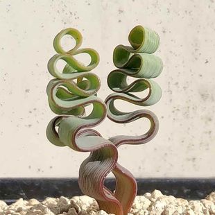 海带弹簧草，T属稀有多肉植物，姿态优美奇特，满28包邮