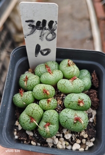 肉锥，安贞清姬系列品种  一物一拍，番杏科多肉植物  满28元包邮