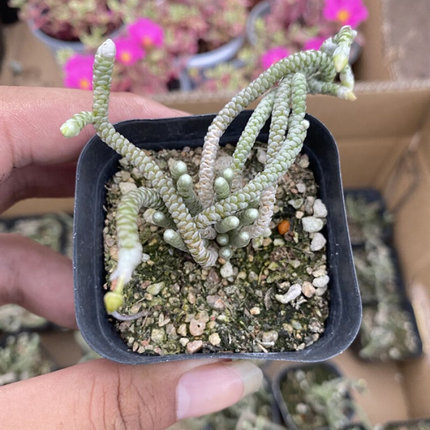 妖精之舞，状态很好带盆发货，适合新手养的多肉品种 28包邮