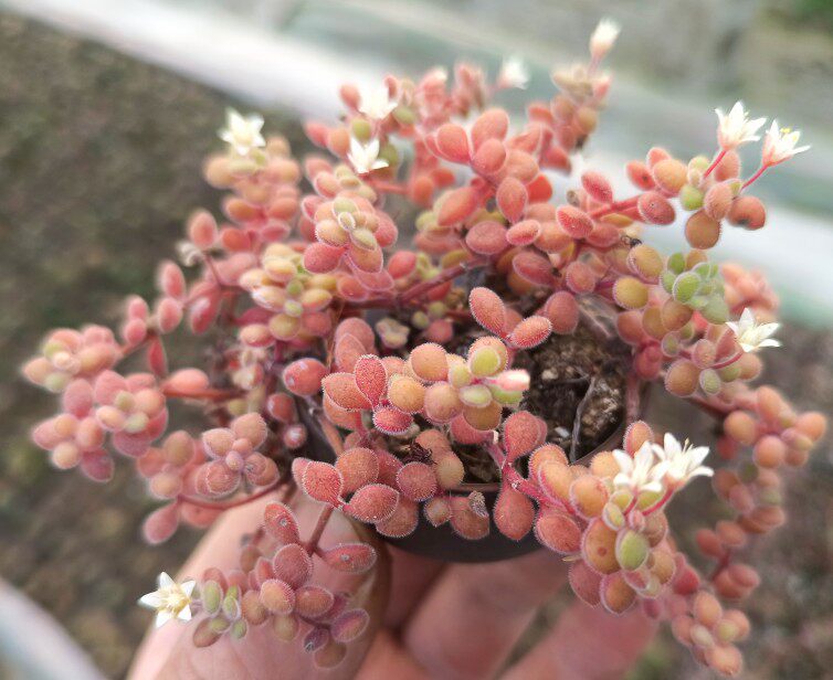 波尼亚 多肉植物护盆草易群生开花带淡香 室内外均可生长  28包邮