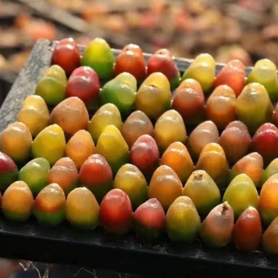 彩色毛汉尼毛汗尼肉锥系列多肉植多肉植物