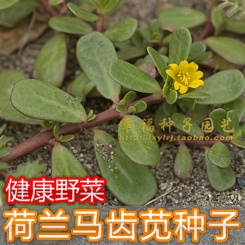 马苋菜种子长命菜五行草容易种植
