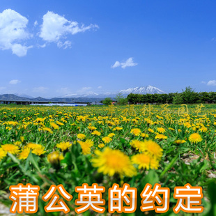 【蒲公英婆婆丁种子】野菜种子保肝 增加抵抗力 易种植 植物