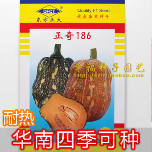 【正奇186小南瓜】嫩南瓜甜糯蜜本南瓜种子华南全年可以种植盆栽