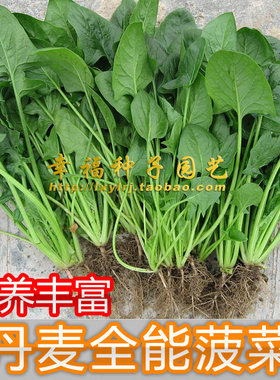 全能秋冬天阳台耐寒菠菜种子