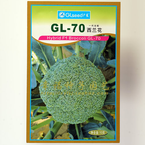 春秋品种青花菜种子春秋播抗性好