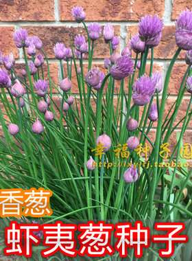 虾夷葱食用很普遍可鲜食或调味料