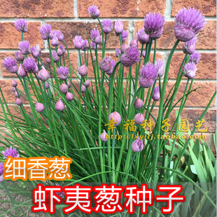 【虾夷葱种子】细香葱小香葱 阳台盆栽chives小葱种子 香草种子