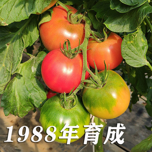 老品种番茄口感型番茄种子酸甜果