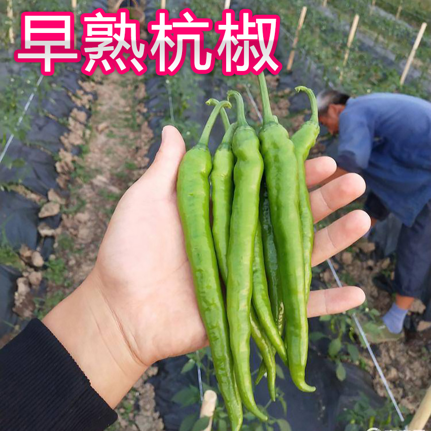 早熟皮薄好吃春季阳台盆栽杭椒