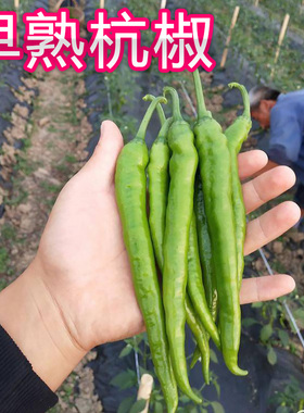 【杭椒早秀辣椒种子】早熟皮薄好吃春季秋季播种阳台盆栽蔬菜种子