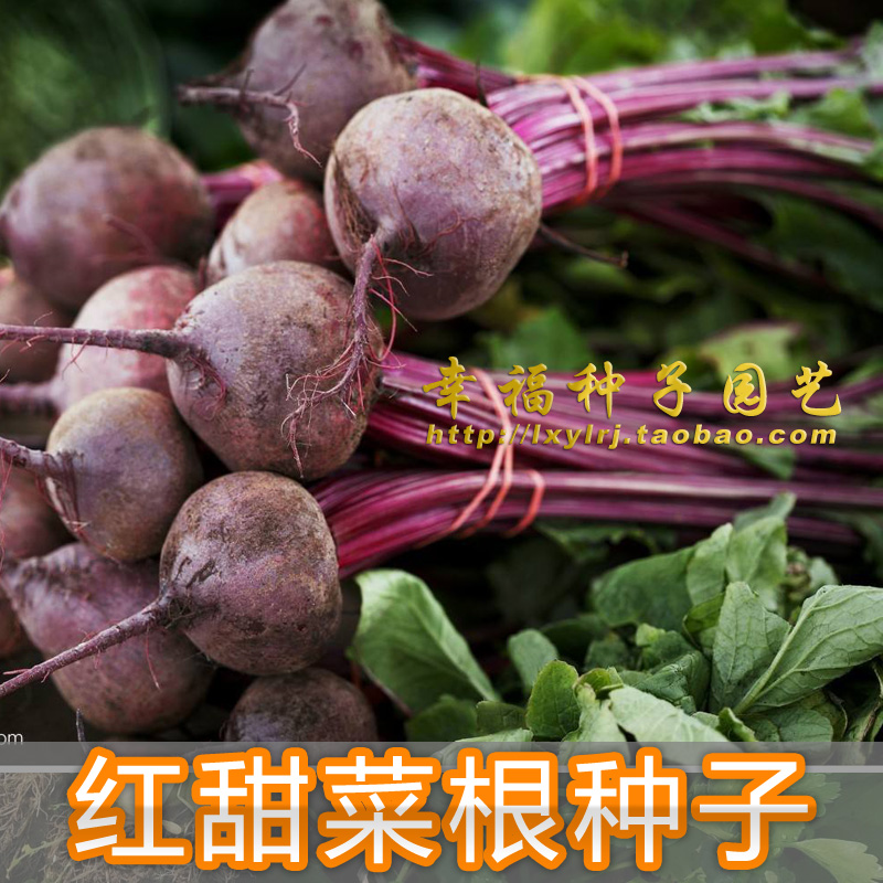 甜菜根荷兰紫菜红菜头种子