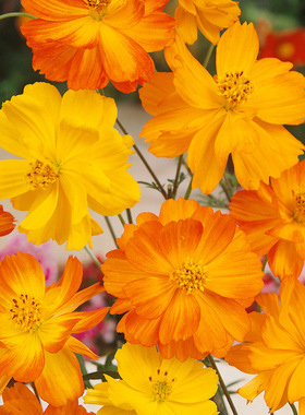 【硫华菊花卉种子】黄秋英为硫黄菊黄波斯菊等耐热耐晒容易种