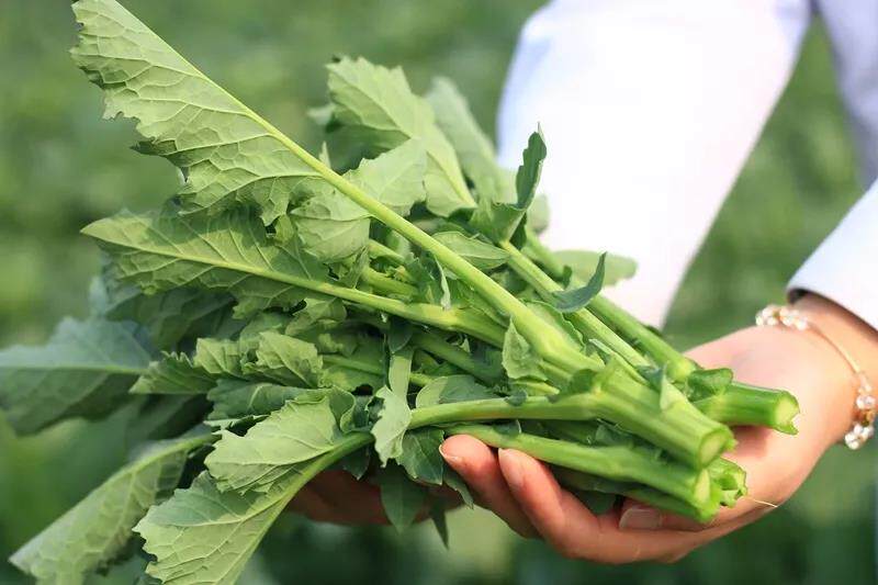 蔬菜用油菜苔种子清甜油菜种子