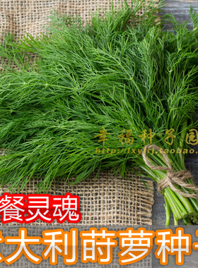 【意大利莳萝种子】香草种子 DILL 洋茴香 蔬菜种子蒔蘿香料茴香
