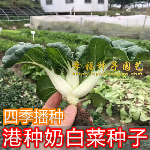 家庭阳台四季 易种植 港种矮脚奶白菜 播种 黑叶白梗奶白菜