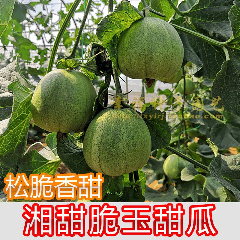 【湘甜脆玉绿肉甜瓜种子】薄皮甜瓜香瓜脆瓜种子 绿皮春夏秋播种