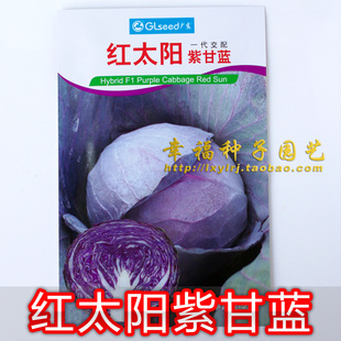 【红太阳紫甘蓝种子】紫红色甘蓝 包菜种子 卷心菜 莲花白 高丽菜