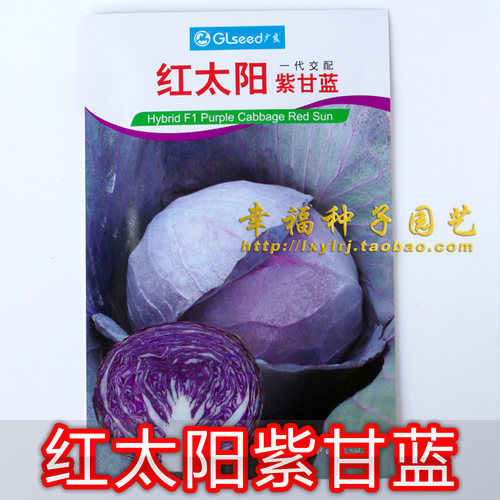 紫色甘蓝广良容易种植抗病可密植
