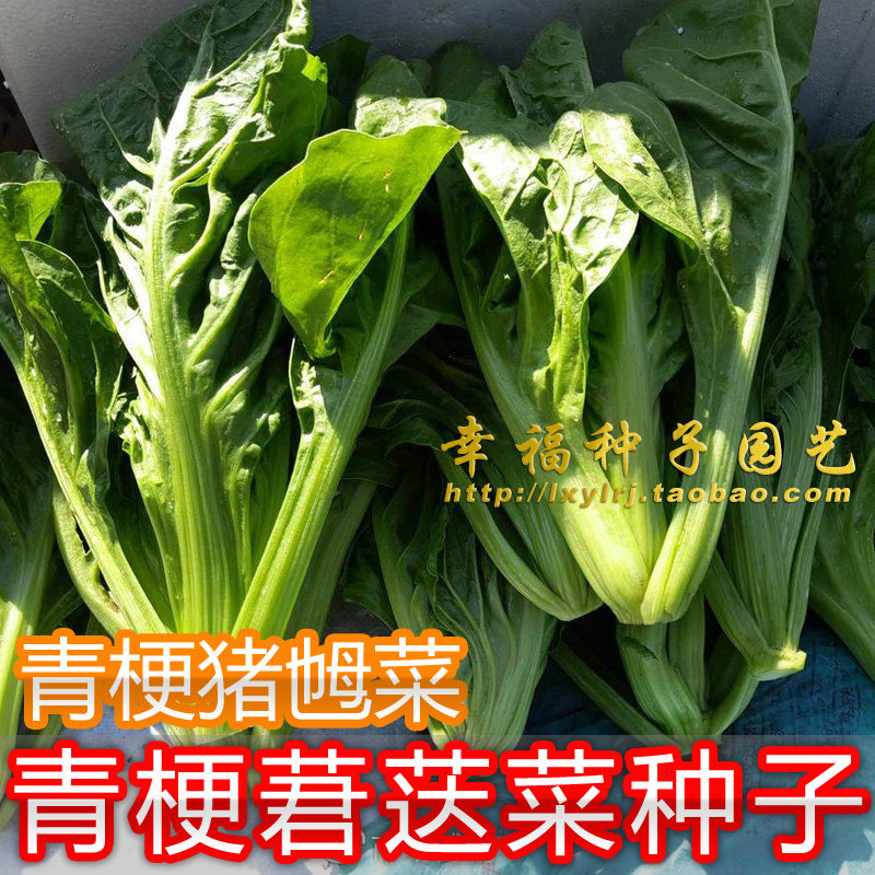 猪乸菜【莙荙菜种子】菾菜牛皮菜厚合菜根达菜种子 猪婆菜 春秋播