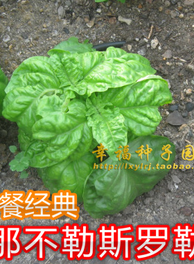 意大利【那不勒斯罗勒】西餐经典Basil Napoletano大叶甜罗勒种子