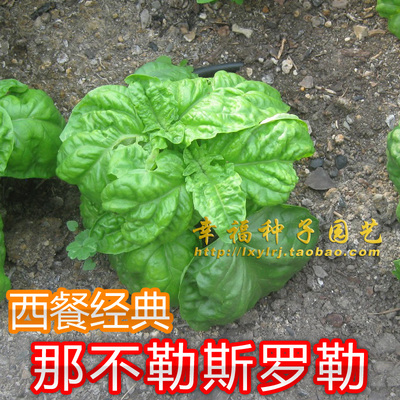 大叶罗勒意大利种子甜罗勒披萨用