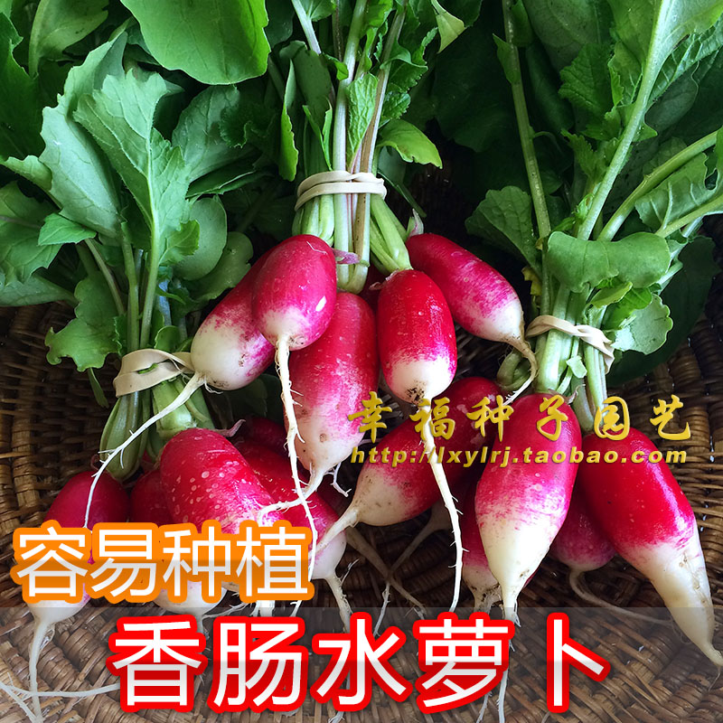 香肠一点红种菜50天可收樱桃萝卜图片