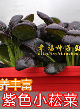 【紫色小松菜种子】可水培 盆栽种子 紫色小油菜 小菘菜白菜四季