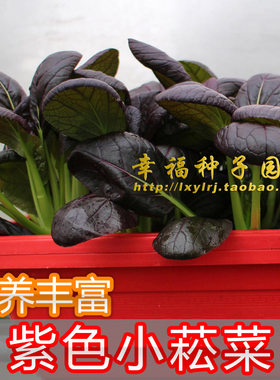 紫色小松菜可水培盆栽四季种子