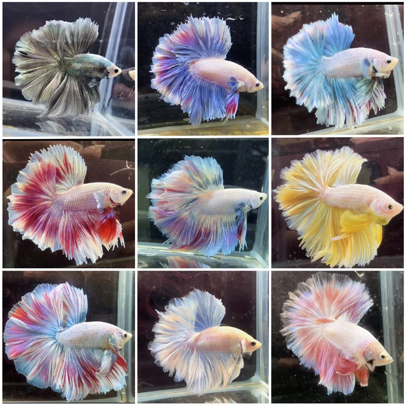 a101-a299 朋友圈视屏选鱼一物一拍对图泰国半月斗鱼南洋水族清缸