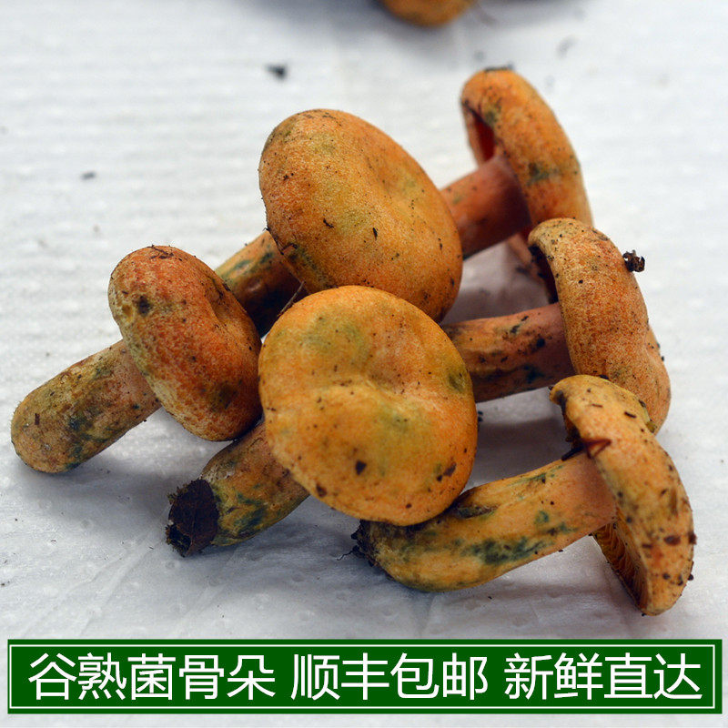 现货新鲜野生谷熟菌现采黄枞菌重阳菌雁来蕈云南特产蘑菇包邮顺丰