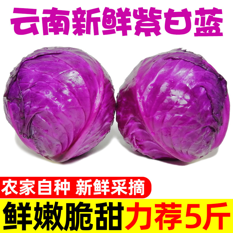 云南新鲜紫甘蓝9斤农家现摘卷心菜沙拉椰菜紫包菜批发蔬菜包邮5