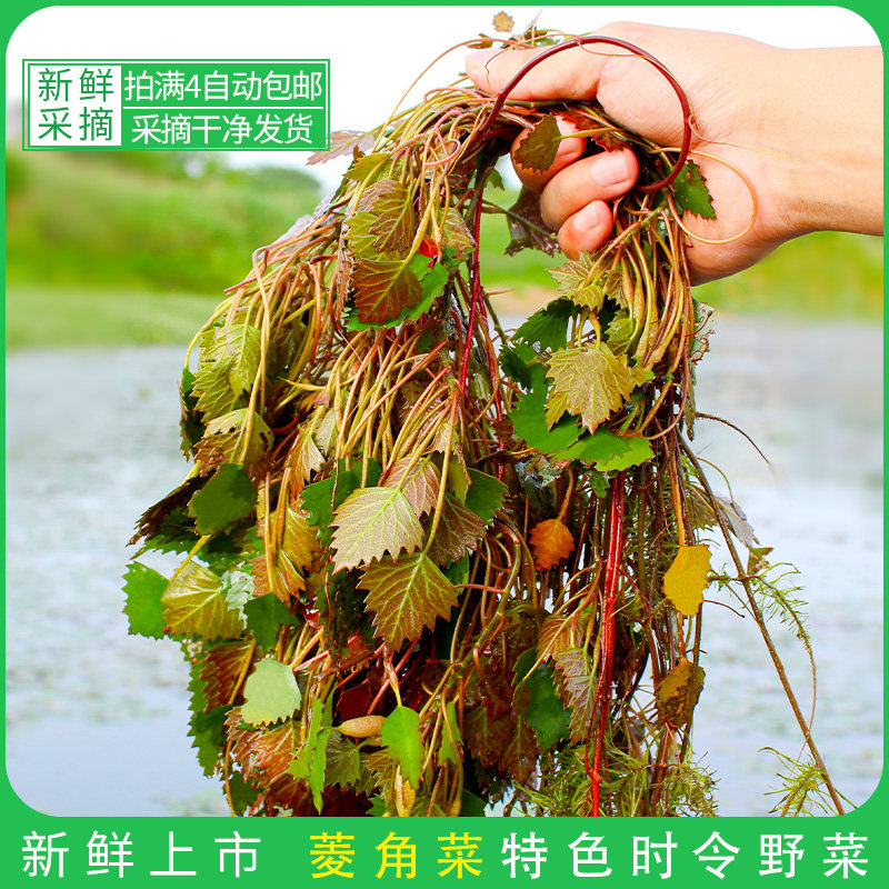 菱角菜新鲜采摘包邮发货 安徽芜湖宣城特产 苏州菱角头脆嫩菱角菜