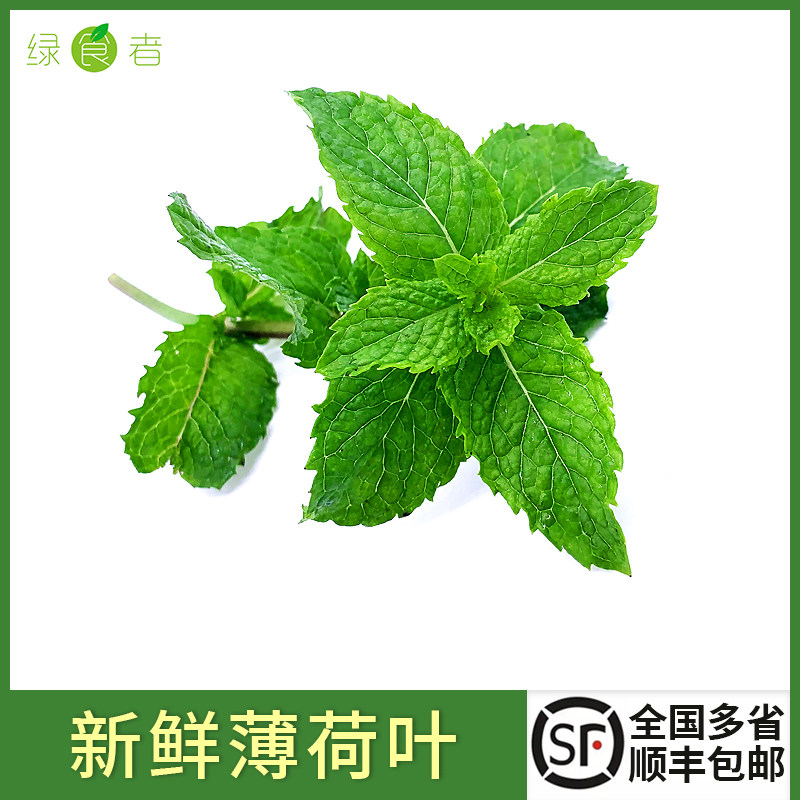 新鲜薄荷叶500g食用薄荷烘焙调酒茶饮装饰用莫吉托香料包邮