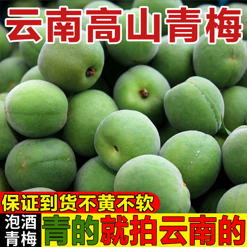 新鲜青梅果现摘云南大理野生酸梅子酵素生吃酸脆青梅鲜果泡酒鲜果