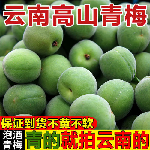 新鲜青梅果现摘云南大理野生酸梅子酵素生吃酸脆青梅鲜果泡酒鲜果
