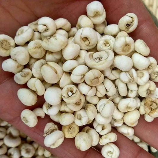 平贝母 大贝母松贝平贝土贝母贝母粉川贝母正品中药材500g克包邮