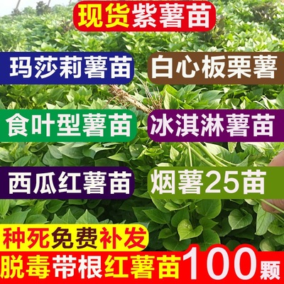 红薯苗地瓜板栗种植山东