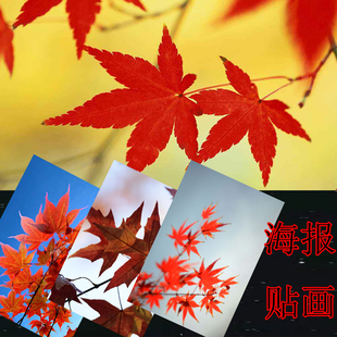 枫叶枫树秋意红色叶子海报贴画装饰图案大幅背胶墙壁自贴纸客厅