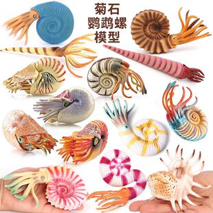 15种鹦鹉螺菊石模型直角石仿真海洋动物远古生物科普儿童玩具摆件
