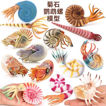 15种鹦鹉螺菊石模型直角石仿真海洋动物远古生物科普儿童玩具摆件