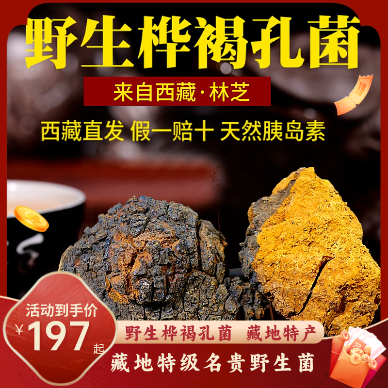 桦树茸500克西藏林芝野生正品