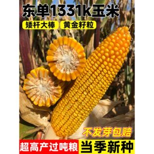 东单1331K玉米种子高产大棒国审矮杆饲粮大田玉米种籽耐旱抗倒伏