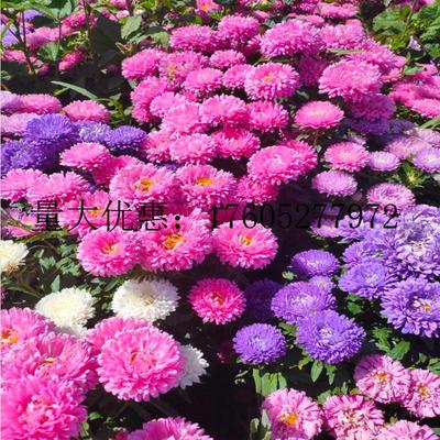 翠菊种子庭院美化花籽四季开花易活种籽鲜花盆栽花草种孑耐旱花卉