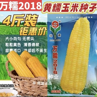 河北万糯2018黄糯玉米春秋季 华穗播甜加种籽玉米种孑糯玉米黄种子