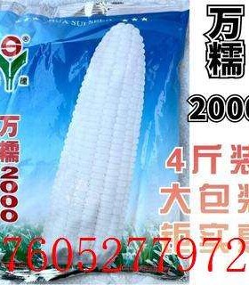2024玉米种子中熟白糯玉米