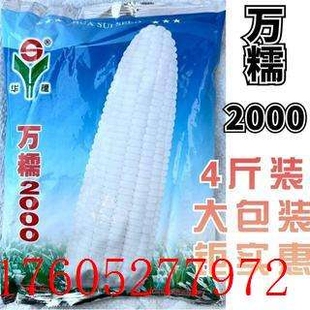 四斤装华穗万糯2000玉米种子早中熟白糯玉米种子薄皮籽鲜食玉米种