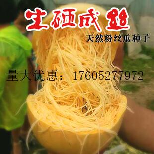 金丝绞瓜种子粉丝瓜新品农家搅瓜泗县鱼翅瓜四季播种春秋茭瓜种籽